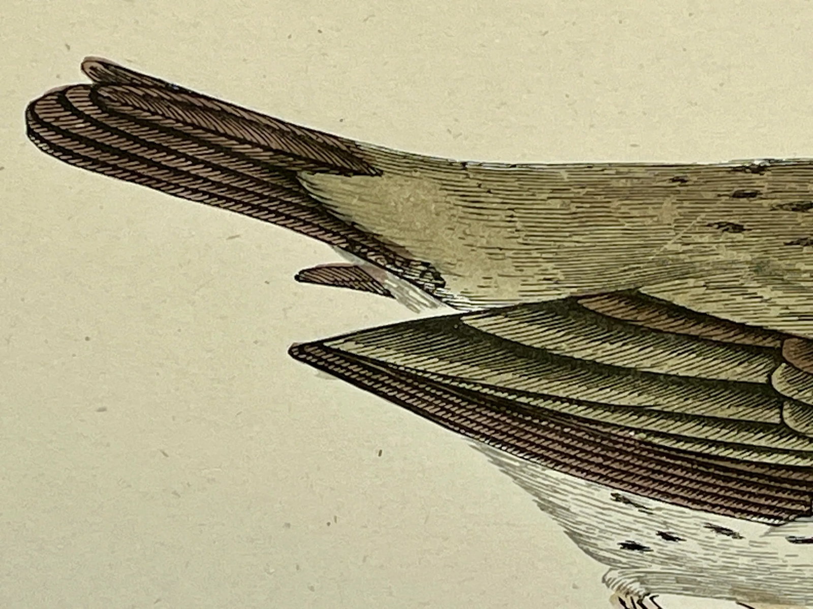 Antique Bird Print From England Showcasing an Adorable Meadow Pip - Circa 1888 - 7