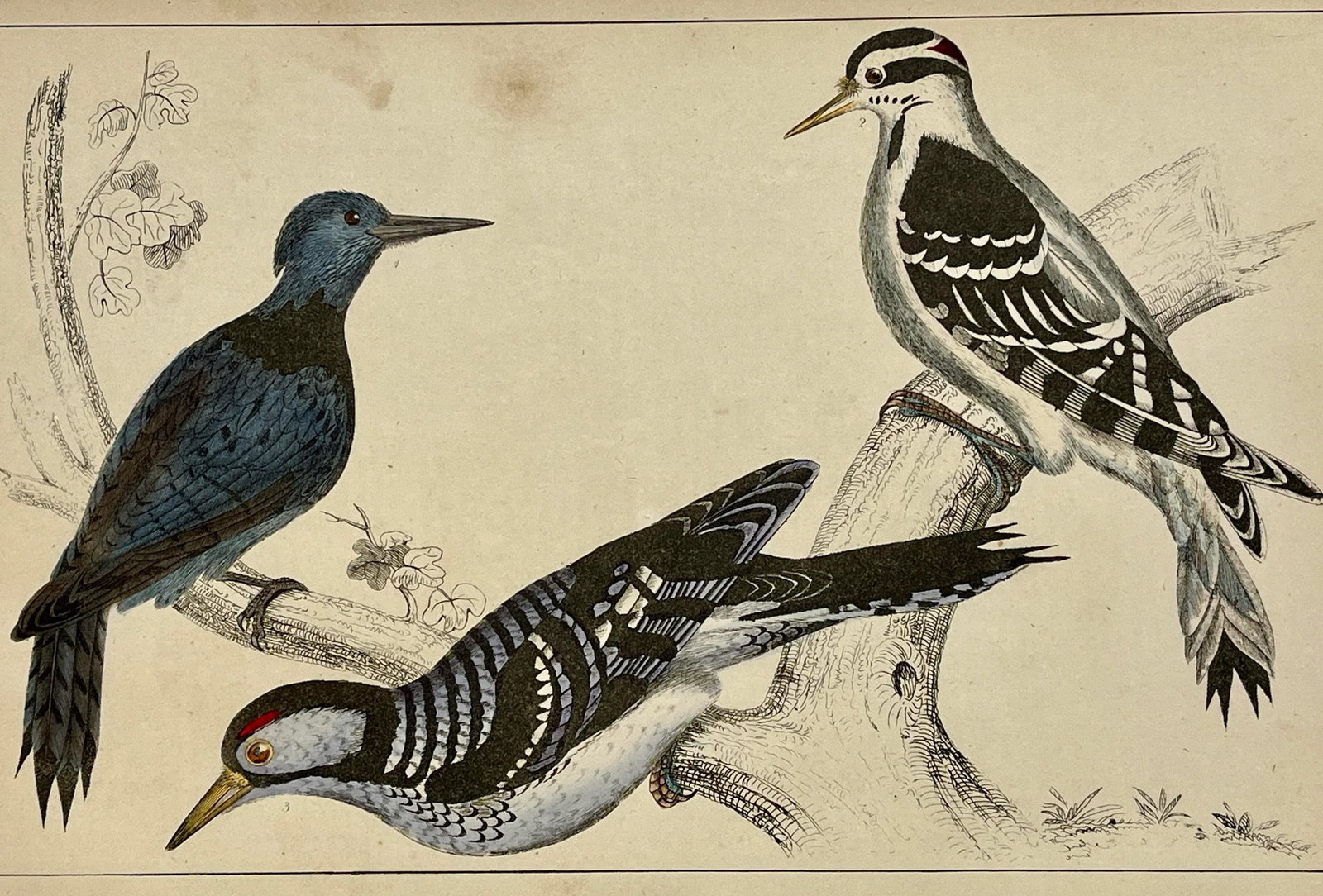 Antique Hand Colored Bird Print From England Showcasing Several Varieties of WoodPeckers - Circa 185 - 10