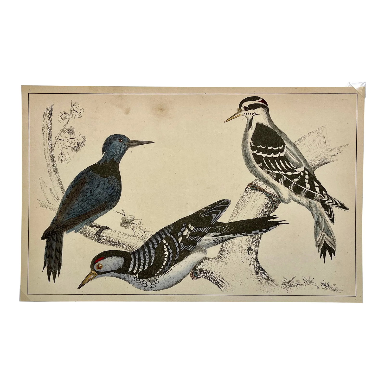 Antique Hand Colored Bird Print From England Showcasing Several Varieties of WoodPeckers - Circa 185: Antique Hand Colored Bird Print From England Showcasing Several Varieties of WoodPeckers - Circa 1850. Black-breasted Woodpecker Hairy Woodpecker Red-cockaded Woodpecker Printq measures 9 1/4" W x 6"