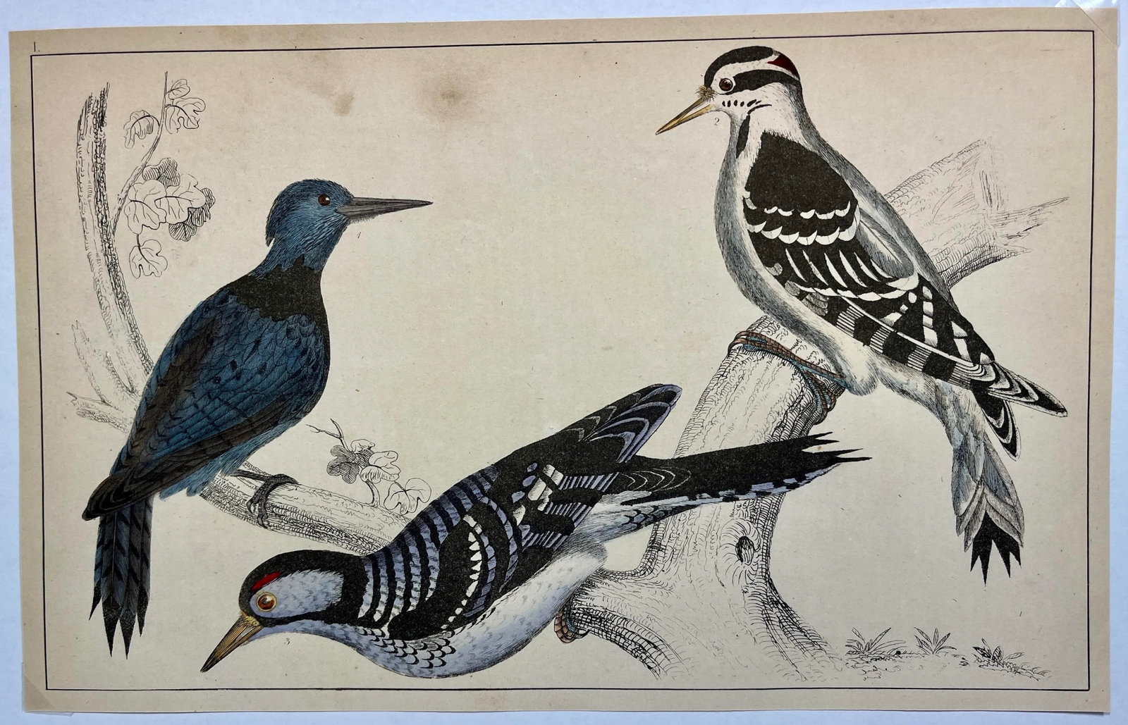 Antique Hand Colored Bird Print From England Showcasing Several Varieties of WoodPeckers - Circa 185 - 2