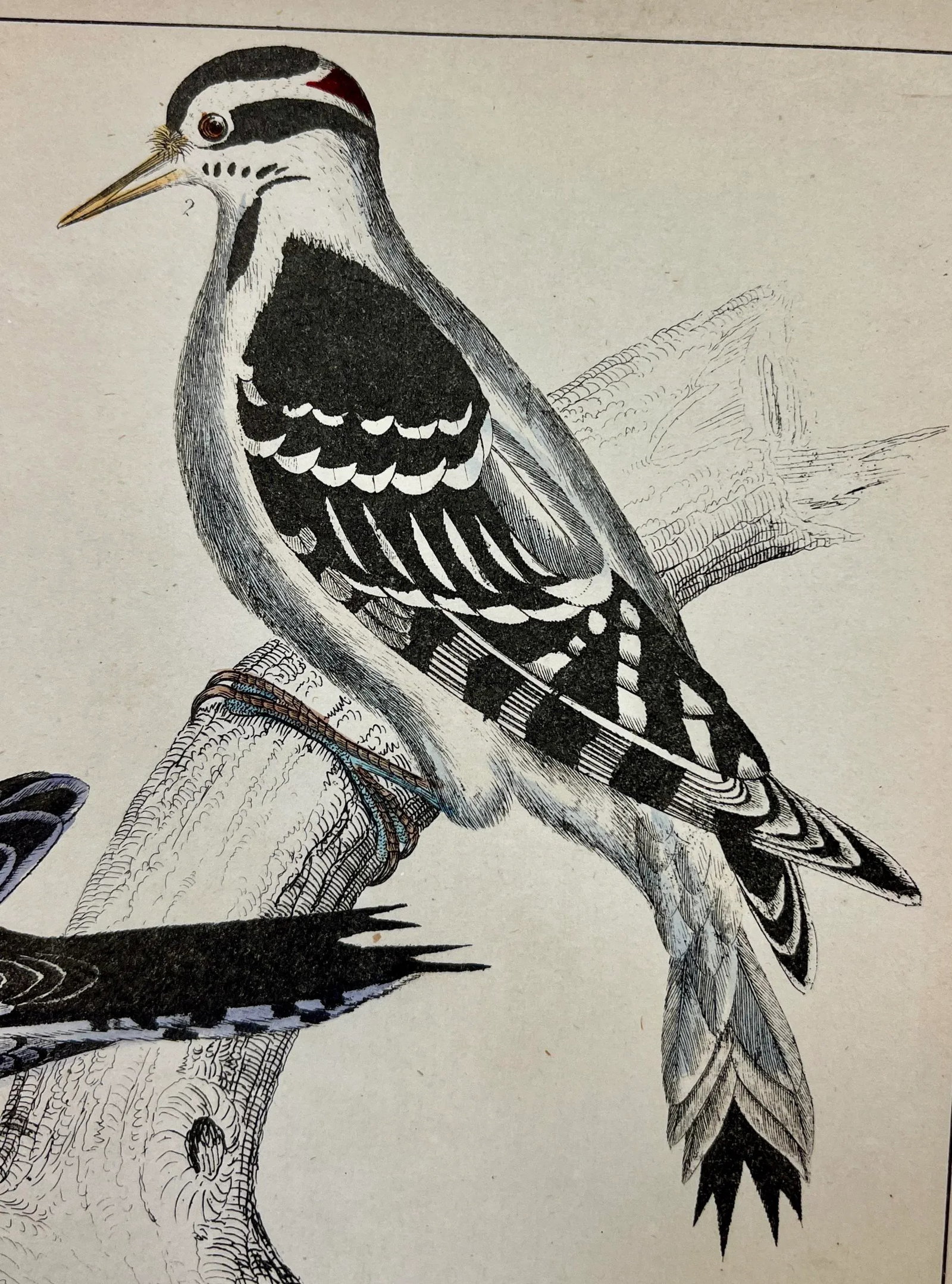 Antique Hand Colored Bird Print From England Showcasing Several Varieties of WoodPeckers - Circa 185 - 3