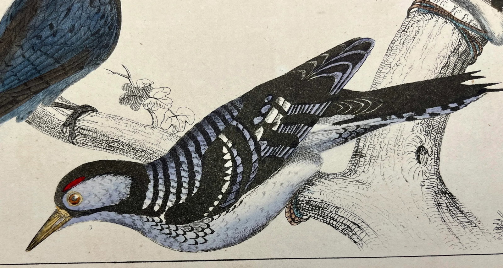 Antique Hand Colored Bird Print From England Showcasing Several Varieties of WoodPeckers - Circa 185 - 4