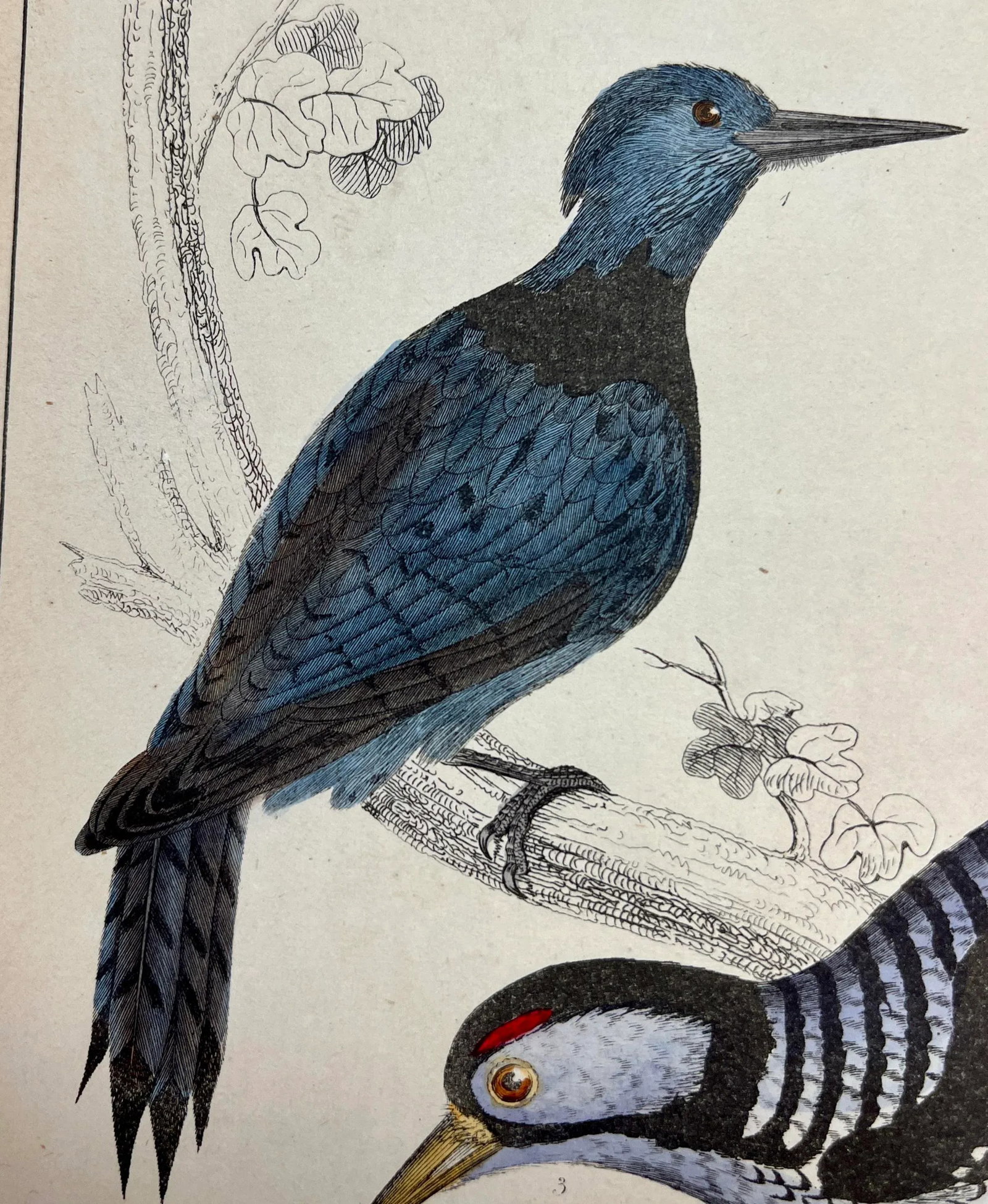 Antique Hand Colored Bird Print From England Showcasing Several Varieties of WoodPeckers - Circa 185 - 5