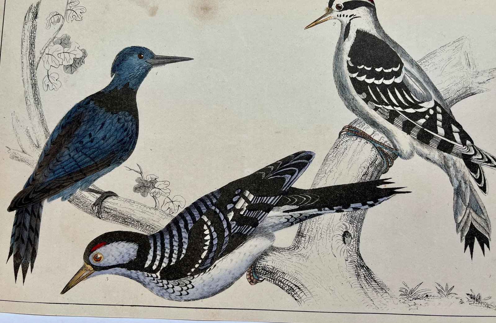 Antique Hand Colored Bird Print From England Showcasing Several Varieties of WoodPeckers - Circa 185 - 6