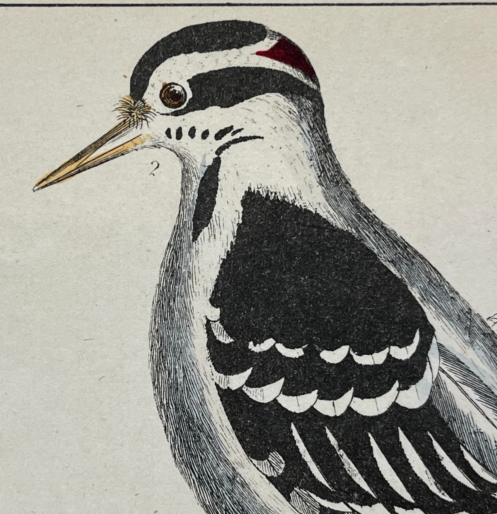 Antique Hand Colored Bird Print From England Showcasing Several Varieties of WoodPeckers - Circa 185 - 7