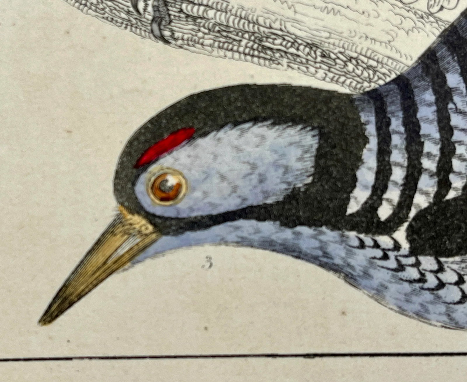 Antique Hand Colored Bird Print From England Showcasing Several Varieties of WoodPeckers - Circa 185 - 8