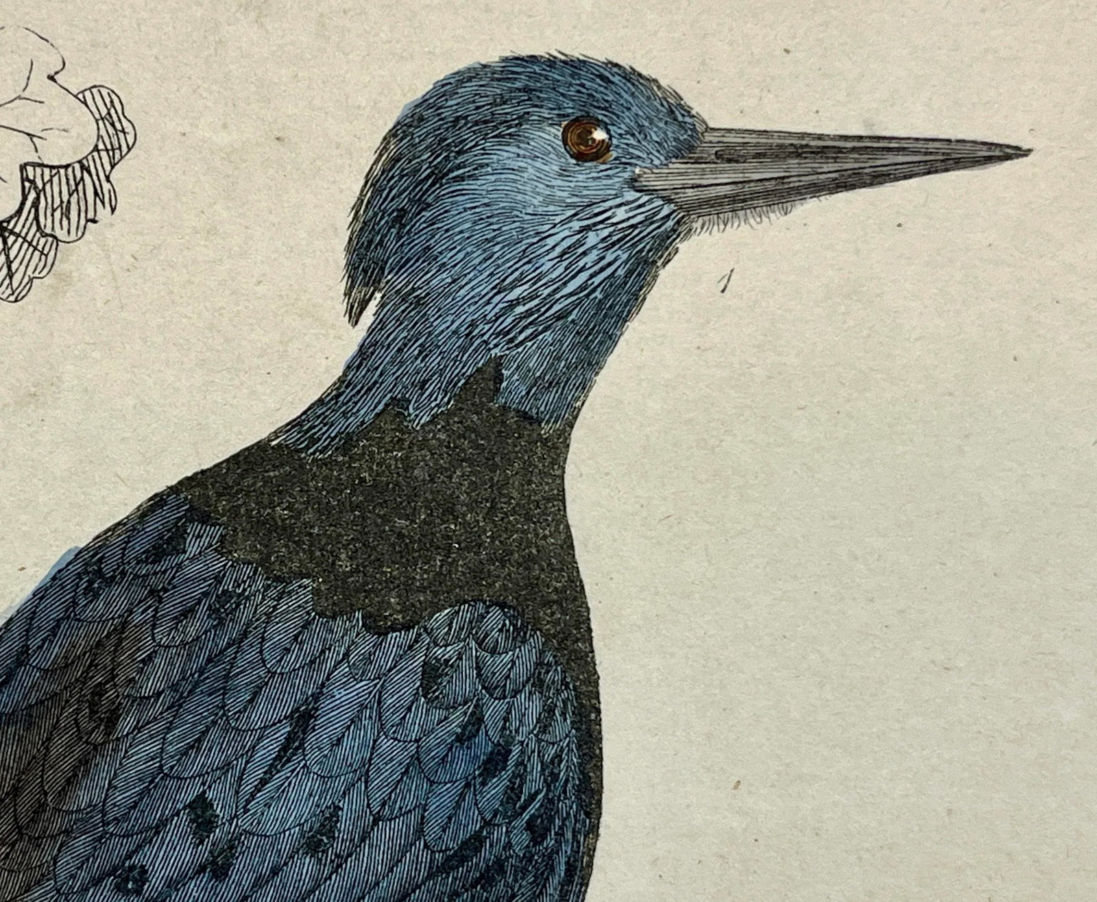 Antique Hand Colored Bird Print From England Showcasing Several Varieties of WoodPeckers - Circa 185 - 9