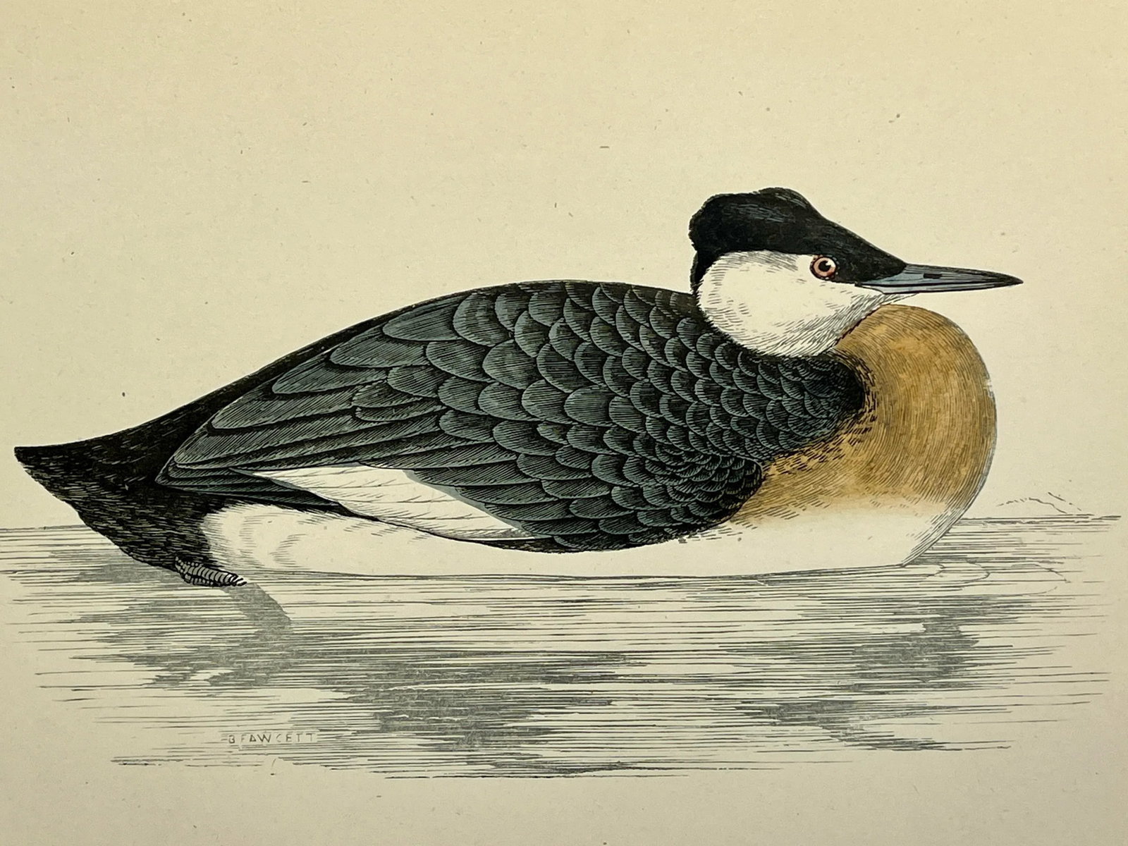 Antique Hand Colored Bird Print by Benjamin Fawcett Showcasing a Red-Necked Grebe - Circa 1888 - 10