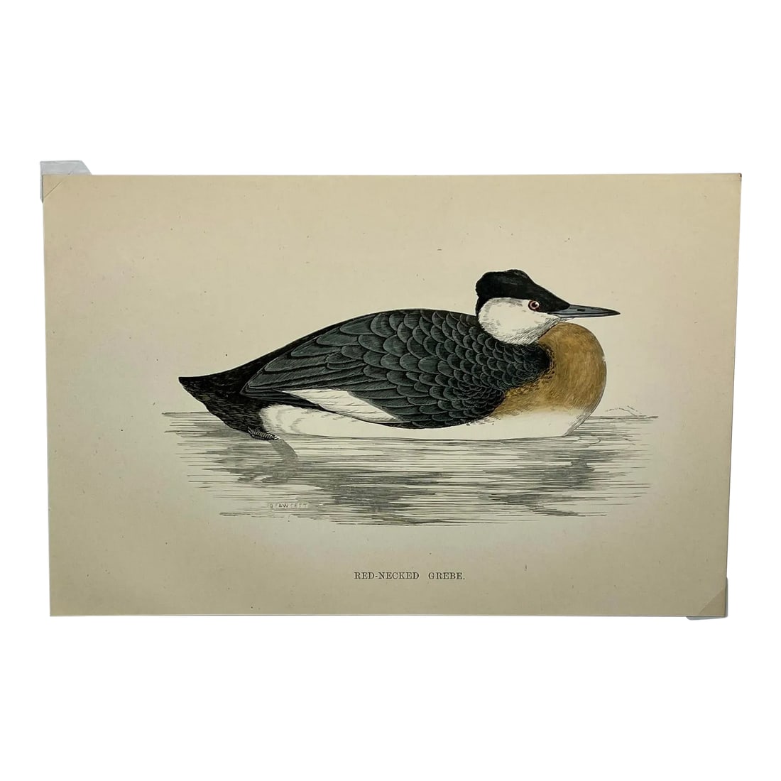 Antique Hand Colored Bird Print by Benjamin Fawcett Showcasing a Red-Necked Grebe - Circa 1888: Antique Hand Colored Bird Print by Benjamin Fawcett Showcasing a Red-Necked Grebe - Circa 1888. Print measures 7 3/8" W x 4 7/8" T Attached to an 11 3/4" W x 8 1/4" T Piece of paper by 2 corner wedges
