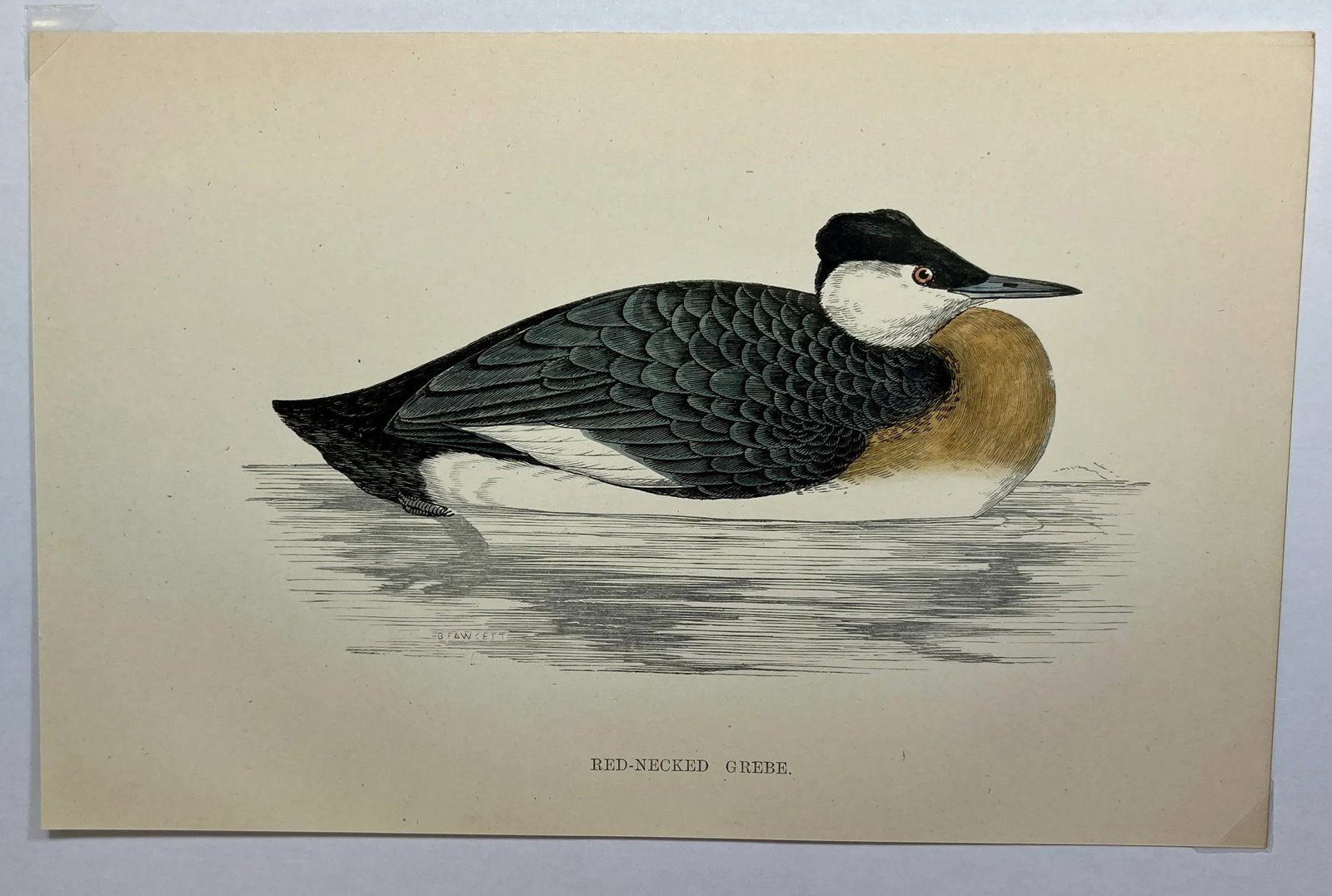 Antique Hand Colored Bird Print by Benjamin Fawcett Showcasing a Red-Necked Grebe - Circa 1888 - 2