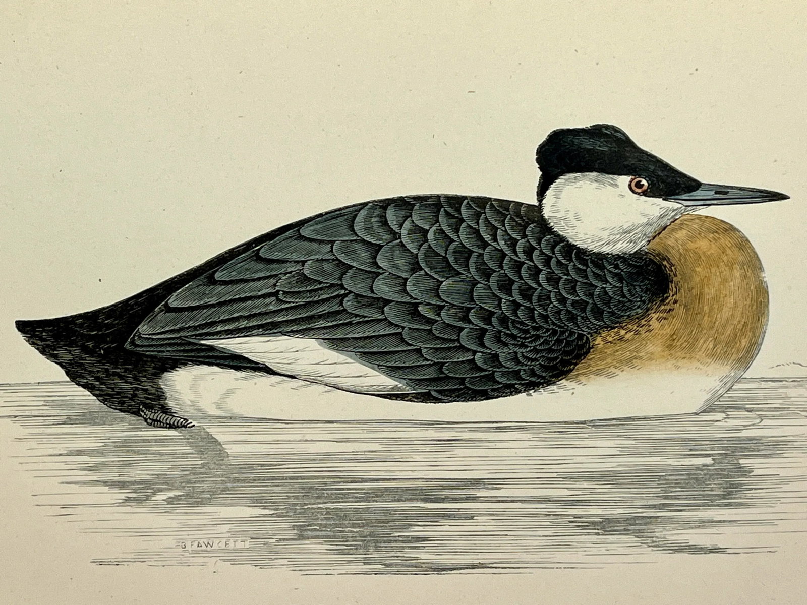 Antique Hand Colored Bird Print by Benjamin Fawcett Showcasing a Red-Necked Grebe - Circa 1888 - 3