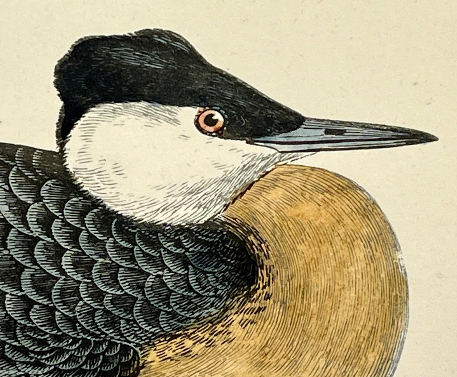 Antique Hand Colored Bird Print by Benjamin Fawcett Showcasing a Red-Necked Grebe - Circa 1888 - 4