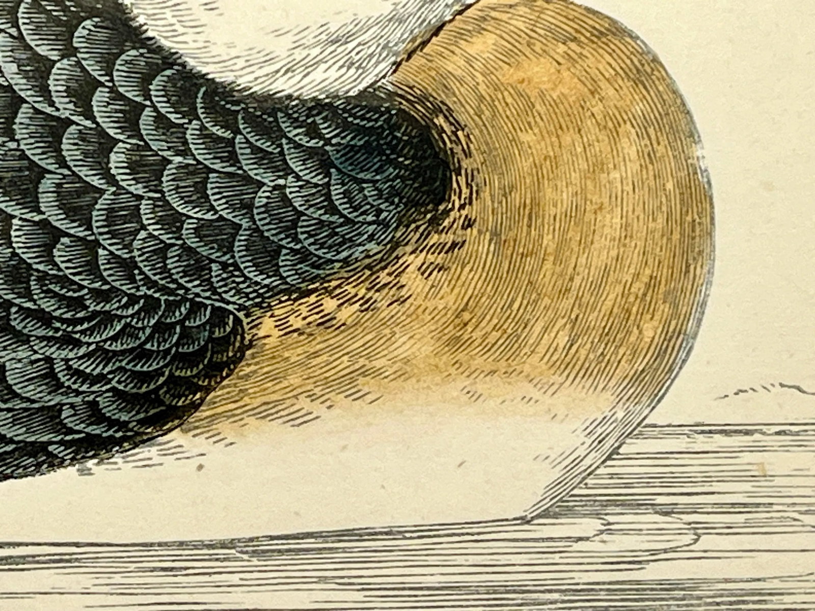 Antique Hand Colored Bird Print by Benjamin Fawcett Showcasing a Red-Necked Grebe - Circa 1888 - 5