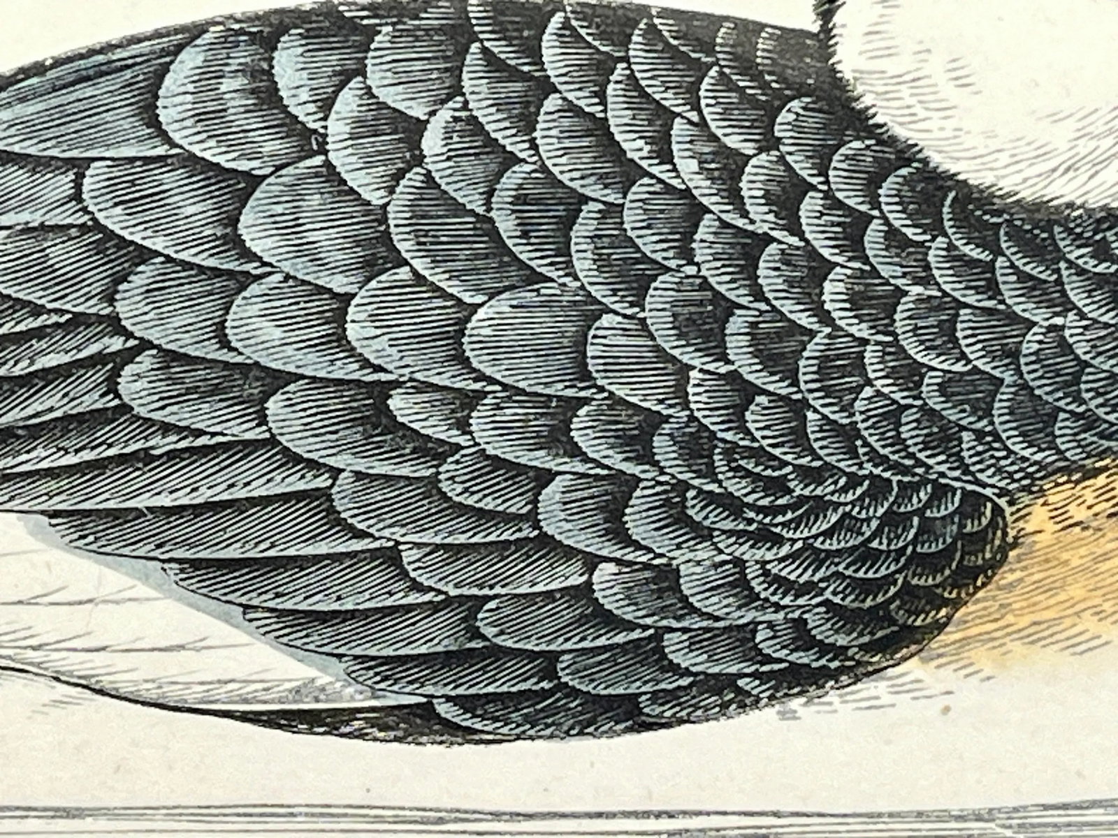 Antique Hand Colored Bird Print by Benjamin Fawcett Showcasing a Red-Necked Grebe - Circa 1888 - 6