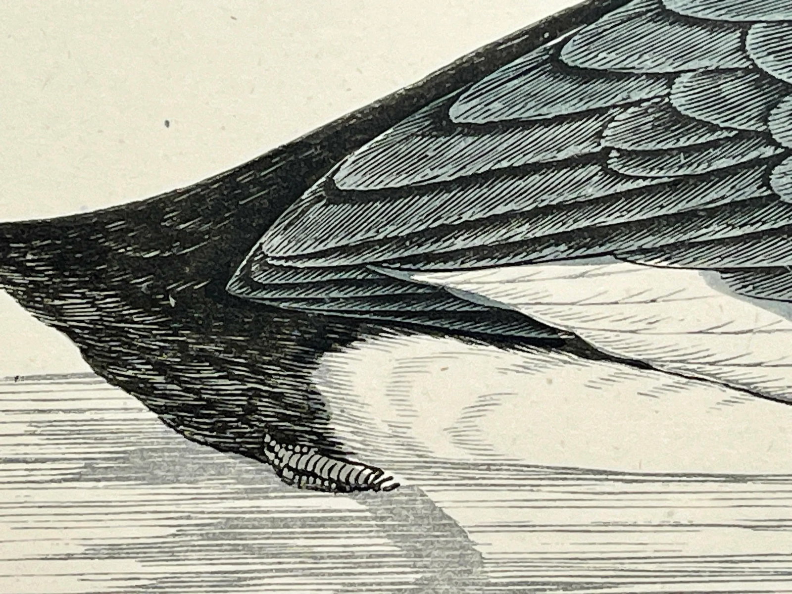 Antique Hand Colored Bird Print by Benjamin Fawcett Showcasing a Red-Necked Grebe - Circa 1888 - 7