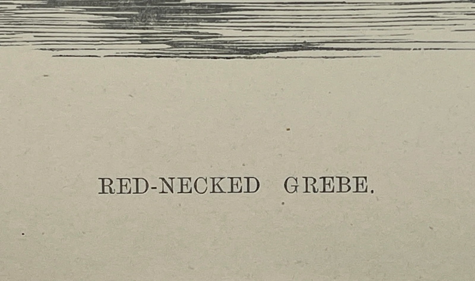 Antique Hand Colored Bird Print by Benjamin Fawcett Showcasing a Red-Necked Grebe - Circa 1888 - 9