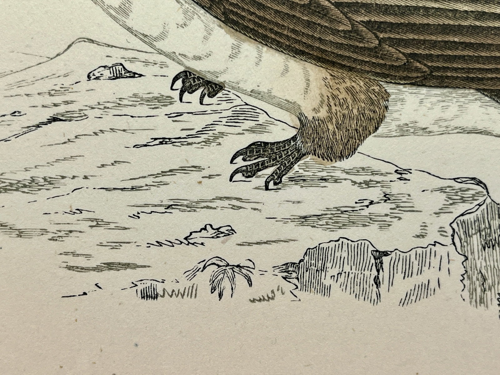 Antique Bird Print From England Showcasing a Majestic Brown Alpine Swift - Circa 1880 - 10