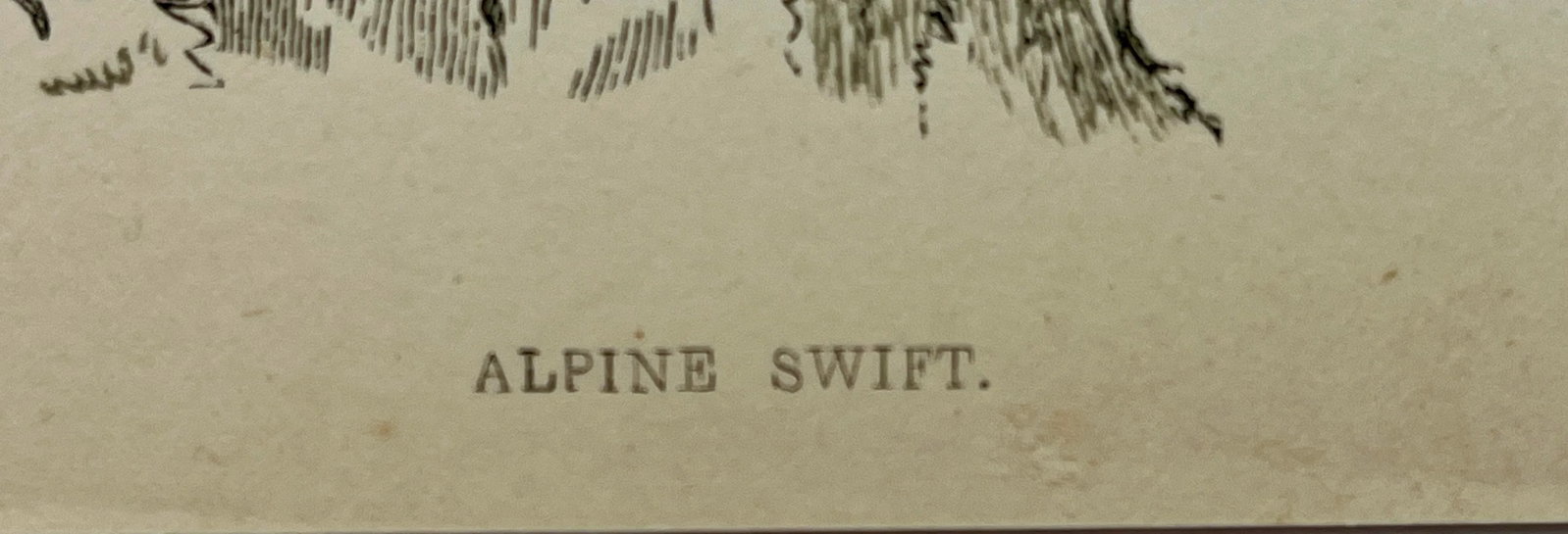 Antique Bird Print From England Showcasing a Majestic Brown Alpine Swift - Circa 1880 - 11