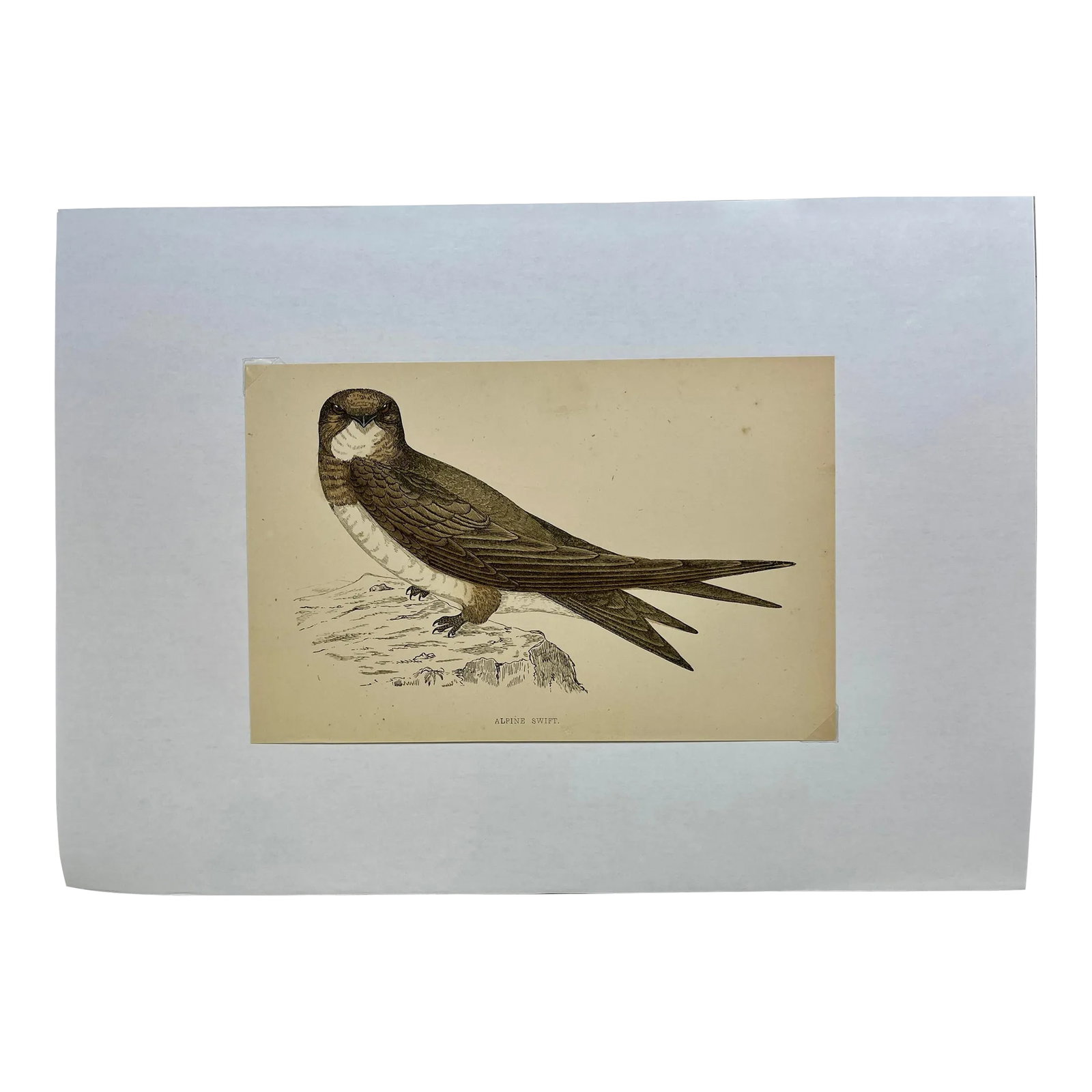 Antique Bird Print From England Showcasing a Majestic Brown Alpine Swift - Circa 1880: Antique Bird Print From England Showcasing a Majestic Brown Alpine Swift - Circa 1880. Print measures 7" W x 4 5/8" T Attached to an 11 3/4" W x 8 1/4" Piece of paper by 2 corner wedges. Has a