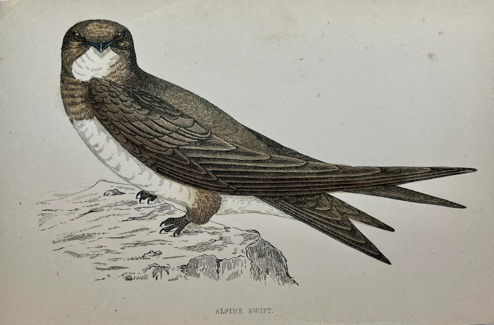 Antique Bird Print From England Showcasing a Majestic Brown Alpine Swift - Circa 1880 - 2
