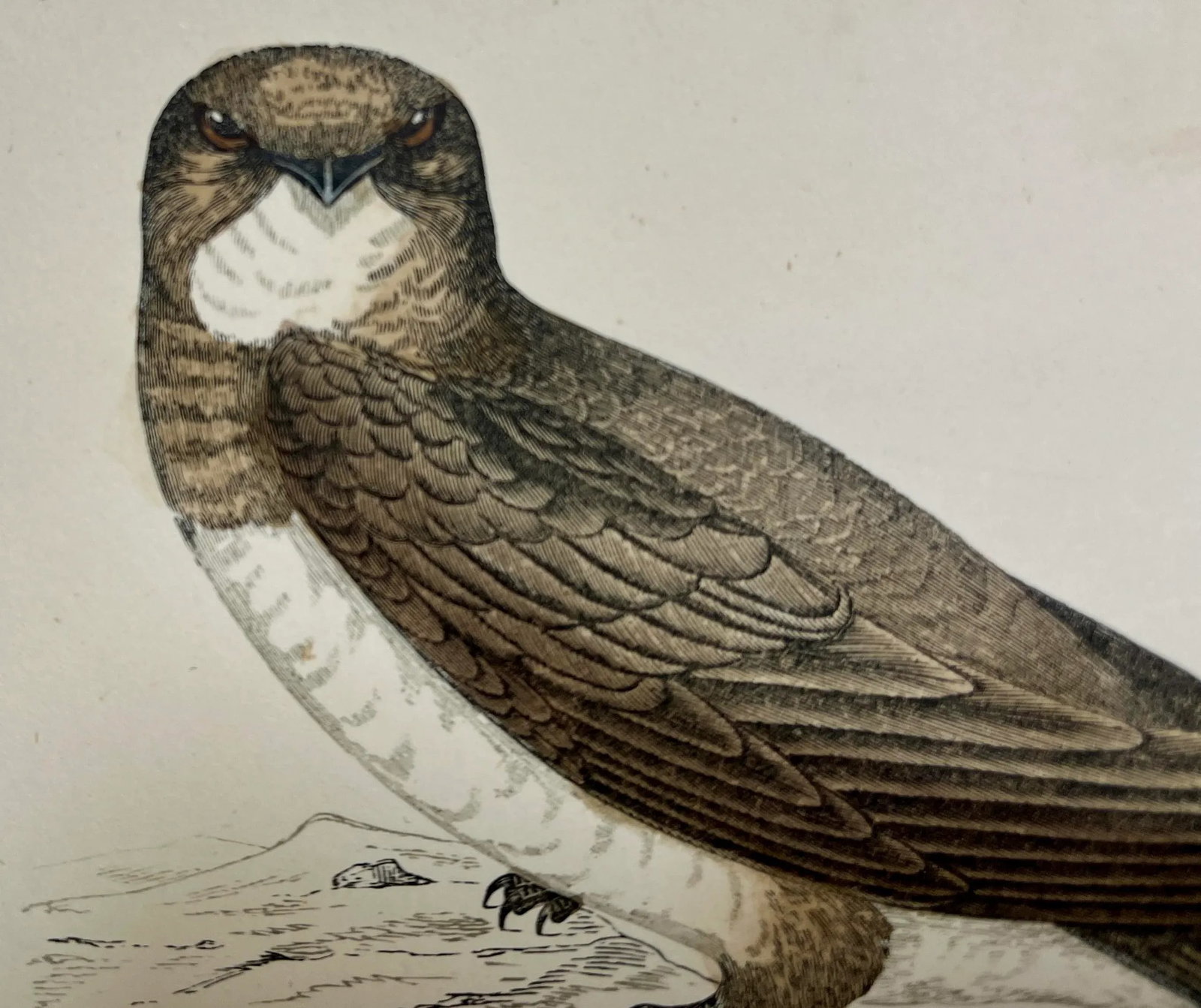 Antique Bird Print From England Showcasing a Majestic Brown Alpine Swift - Circa 1880 - 3