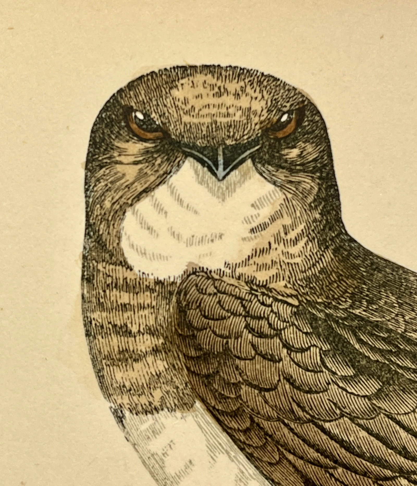 Antique Bird Print From England Showcasing a Majestic Brown Alpine Swift - Circa 1880 - 4
