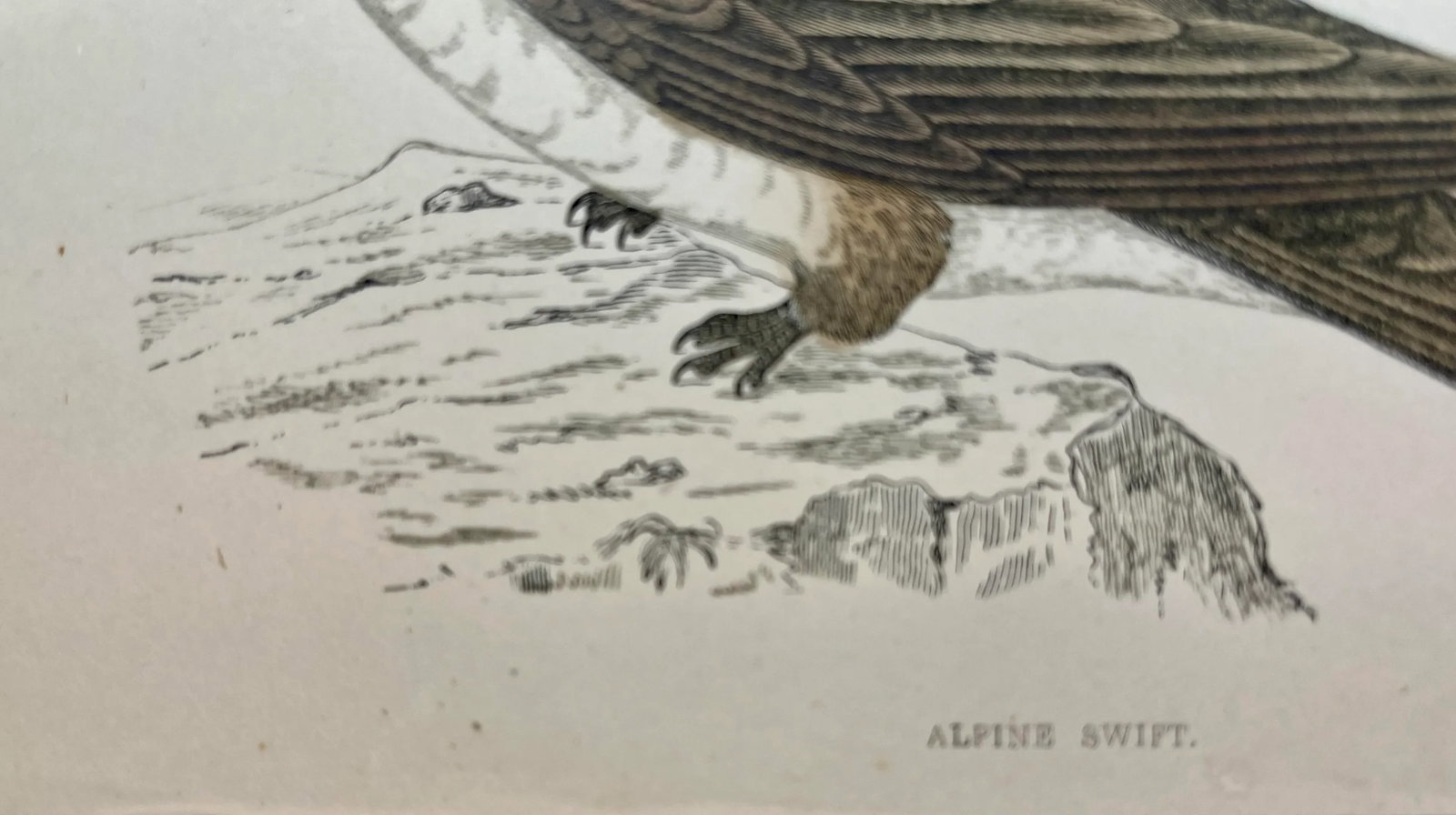 Antique Bird Print From England Showcasing a Majestic Brown Alpine Swift - Circa 1880 - 5