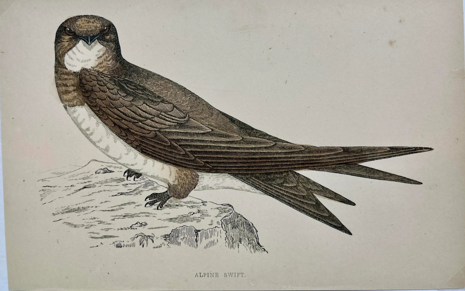 Antique Bird Print From England Showcasing a Majestic Brown Alpine Swift - Circa 1880 - 6