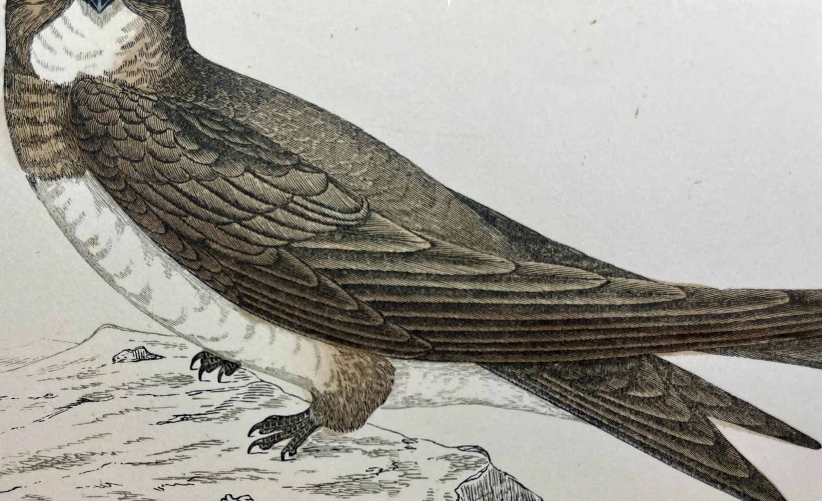 Antique Bird Print From England Showcasing a Majestic Brown Alpine Swift - Circa 1880 - 7
