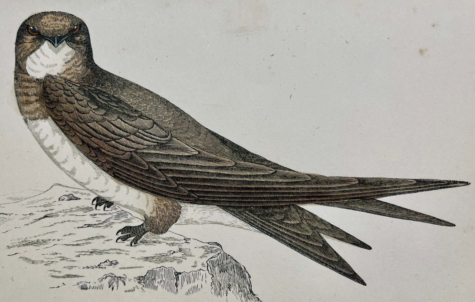 Antique Bird Print From England Showcasing a Majestic Brown Alpine Swift - Circa 1880 - 8