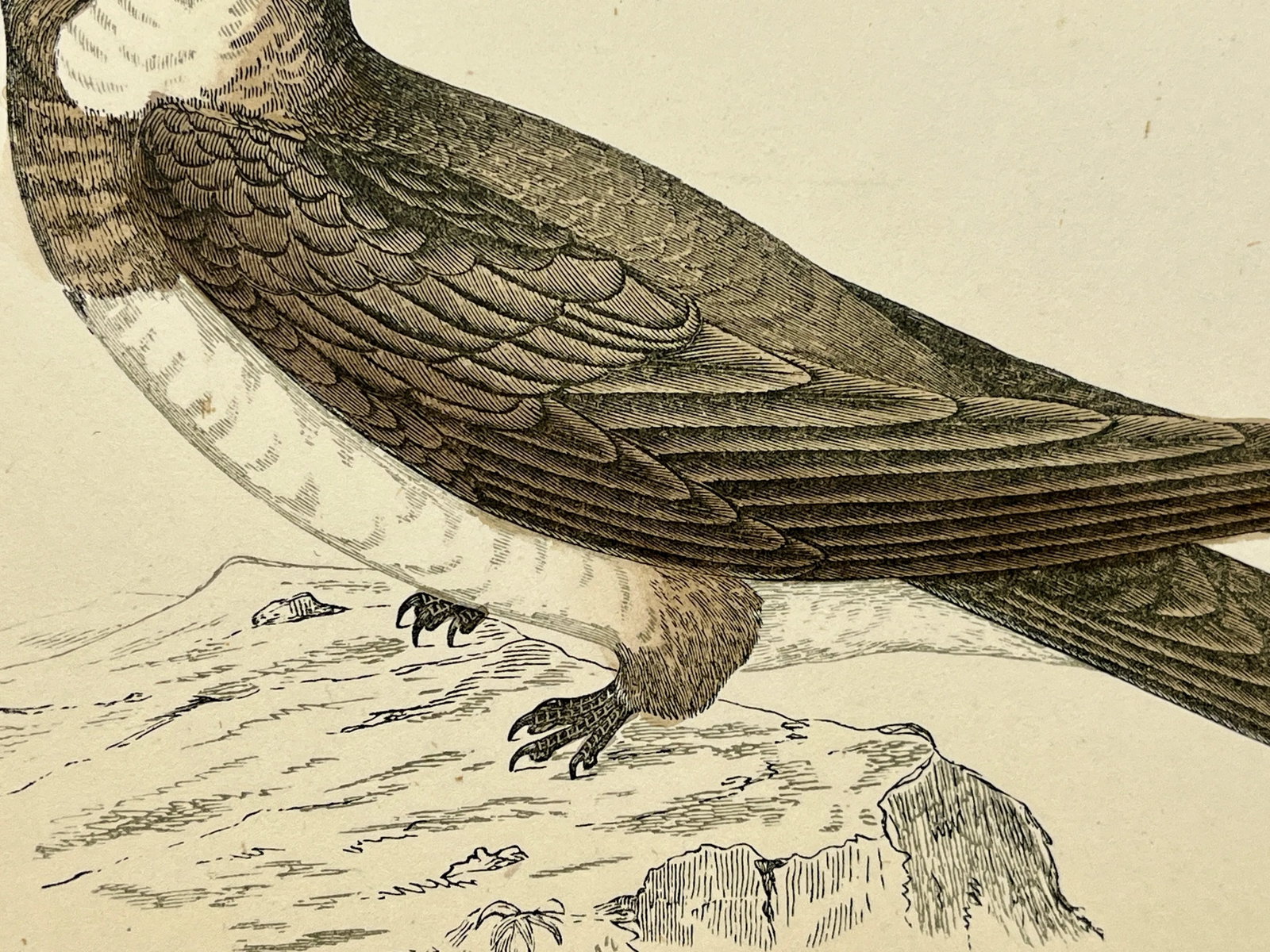 Antique Bird Print From England Showcasing a Majestic Brown Alpine Swift - Circa 1880 - 9