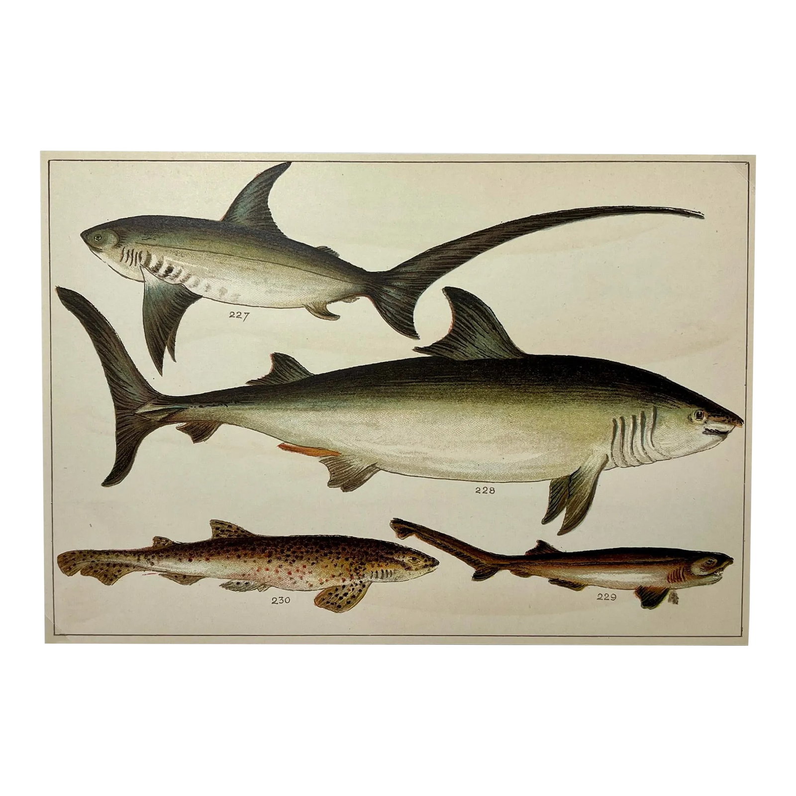 Antique Fish Print Featuring a Thrasher, Basking Shark, Brown Shark & Rough Hound From England - Cir: Antique Fish Print Featuring a Thrasher, Basking Shark, Brown Shark & Rough Hound From England - Circa 1902. Print Measures 7 3/16" W x 5" T x 1/16" D -Attached to an 11 3/4" x 8 1/4 Piece of paper by