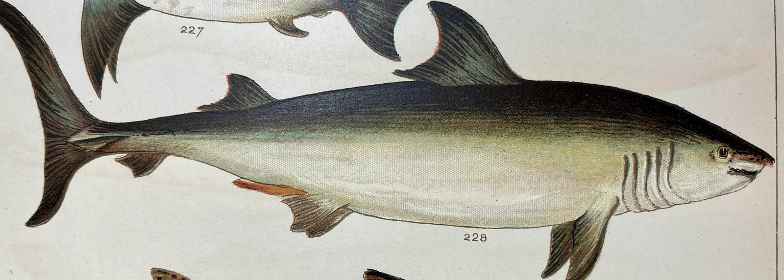 Antique Fish Print Featuring a Thrasher, Basking Shark, Brown Shark & Rough Hound From England - Cir - 2