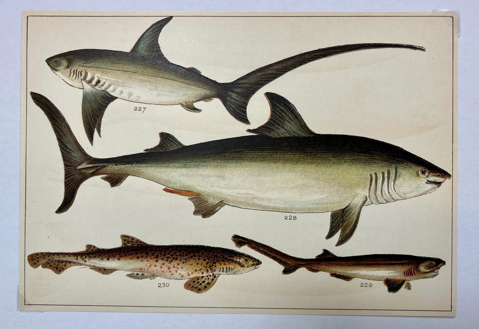 Antique Fish Print Featuring a Thrasher, Basking Shark, Brown Shark & Rough Hound From England - Cir - 3