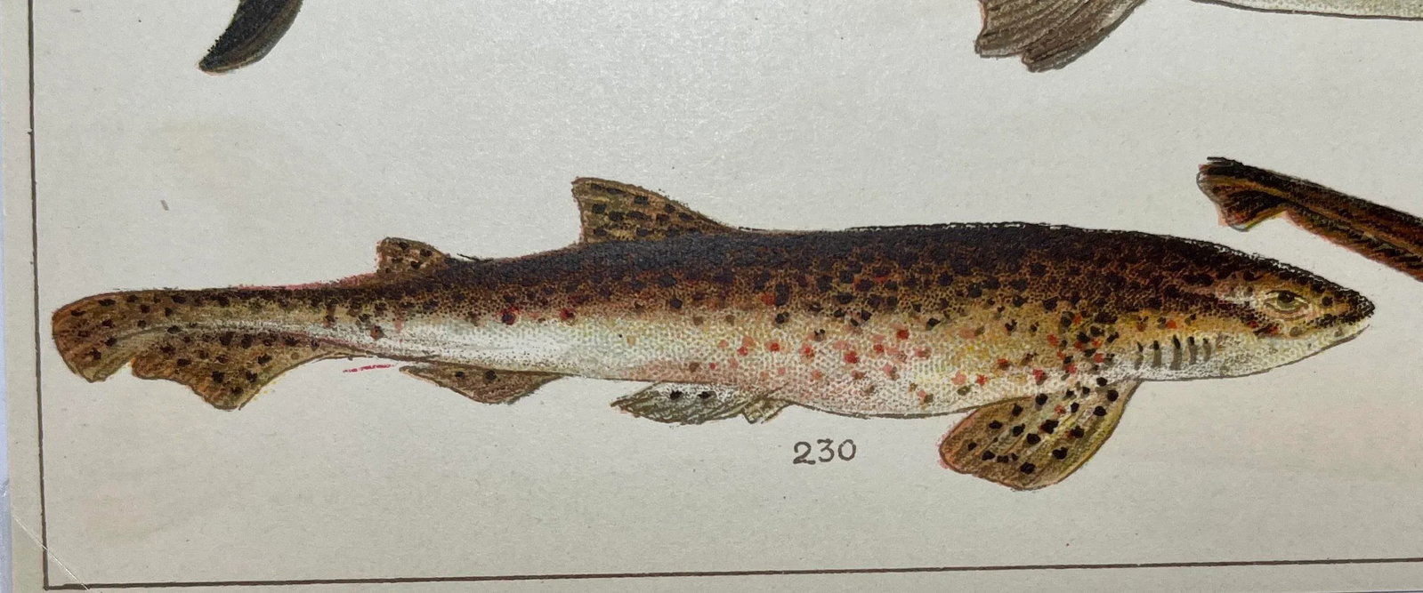 Antique Fish Print Featuring a Thrasher, Basking Shark, Brown Shark & Rough Hound From England - Cir - 4