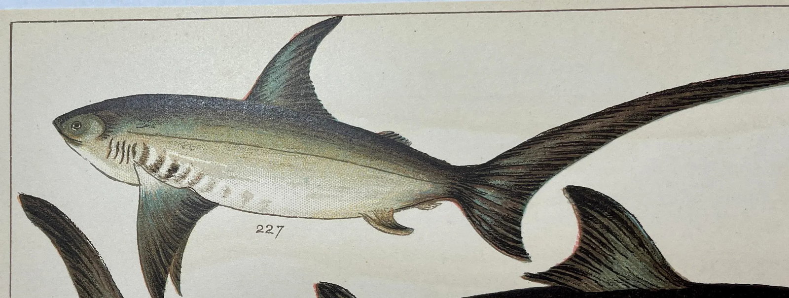 Antique Fish Print Featuring a Thrasher, Basking Shark, Brown Shark & Rough Hound From England - Cir - 5