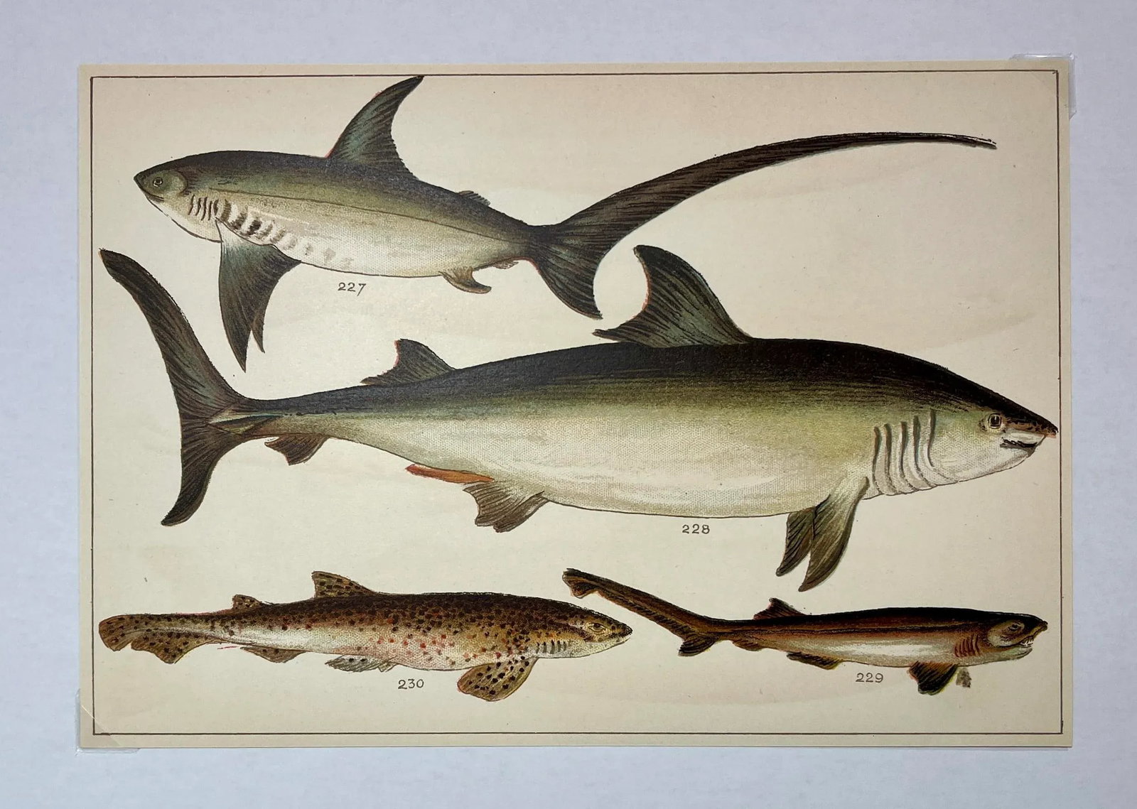 Antique Fish Print Featuring a Thrasher, Basking Shark, Brown Shark & Rough Hound From England - Cir - 6