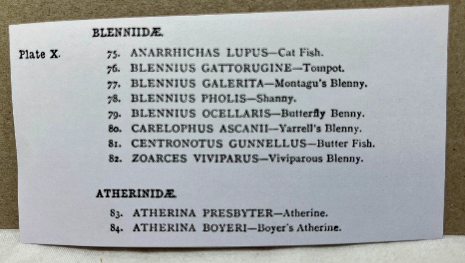 Antique Fish Print From England Featuring Catfish, Tompot, Shanny and Varieties of Blenny & Atherine - 10