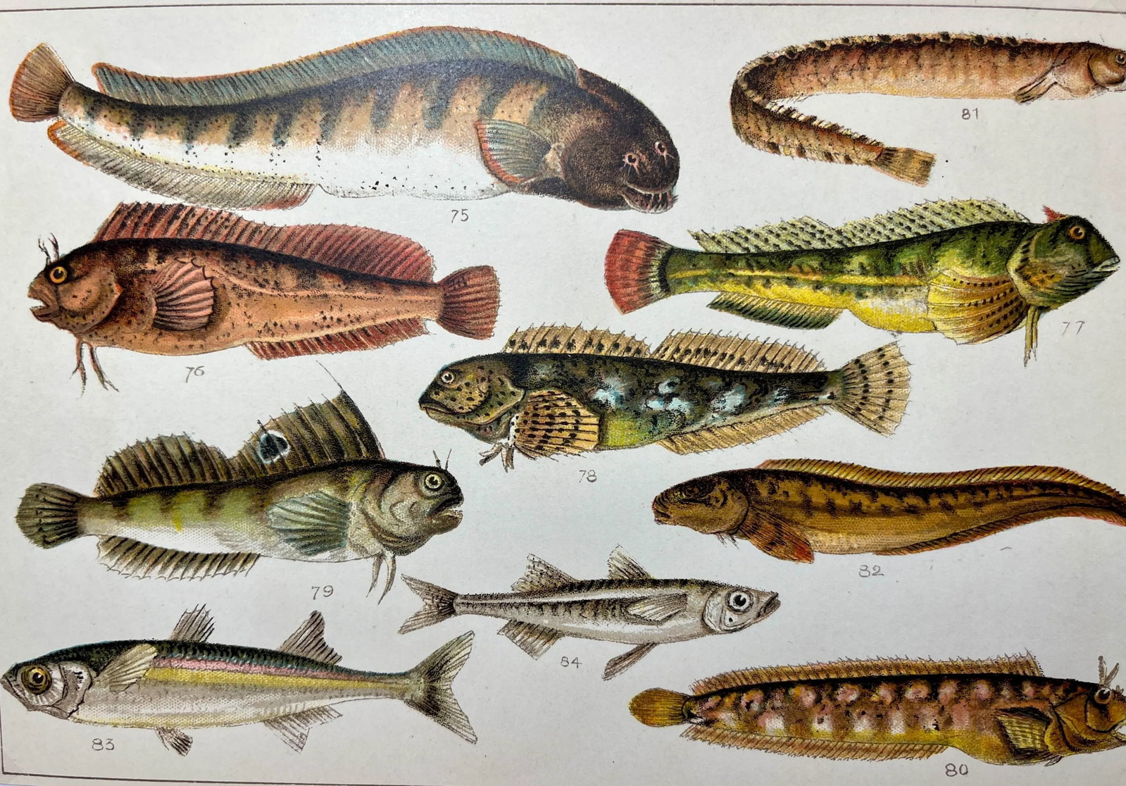Antique Fish Print From England Featuring Catfish, Tompot, Shanny and Varieties of Blenny & Atherine - 11