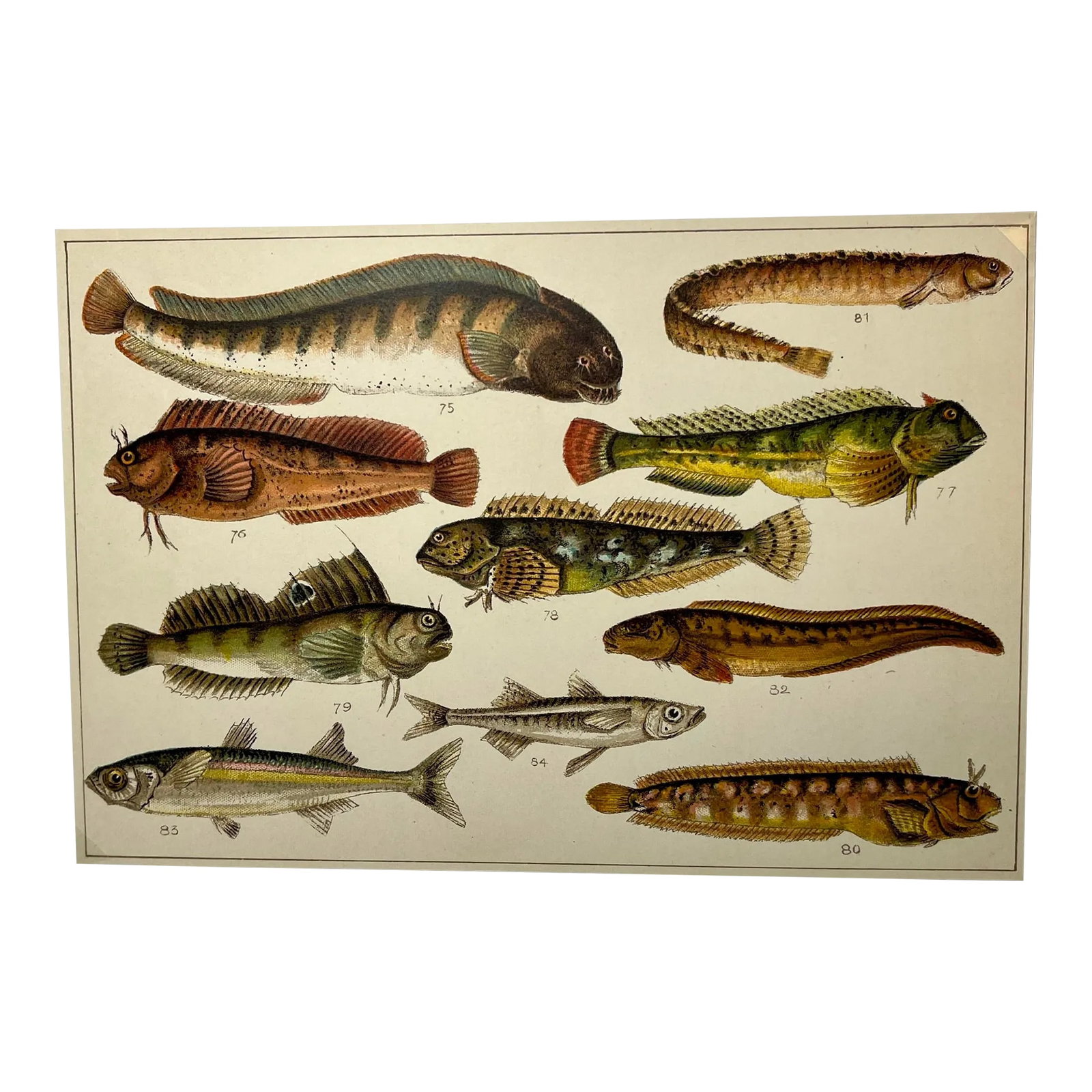 Antique Fish Print From England Featuring Catfish, Tompot, Shanny and Varieties of Blenny & Atherine: Antique Fish Print From England Featuring Catfish, Tompot, Shanny and Varieties of Blenny & Atherine Fish - Circa 1902 Print measures 7 1/4" W x 5" T Attached to an 11 3/4" W x 8 1/4" T Piece of paper