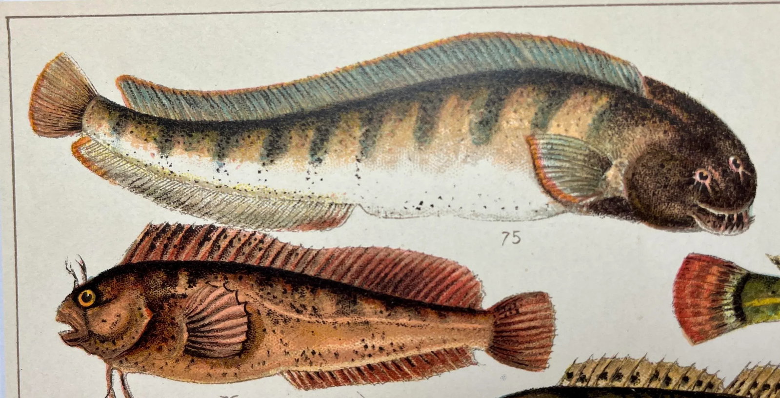 Antique Fish Print From England Featuring Catfish, Tompot, Shanny and Varieties of Blenny & Atherine - 2