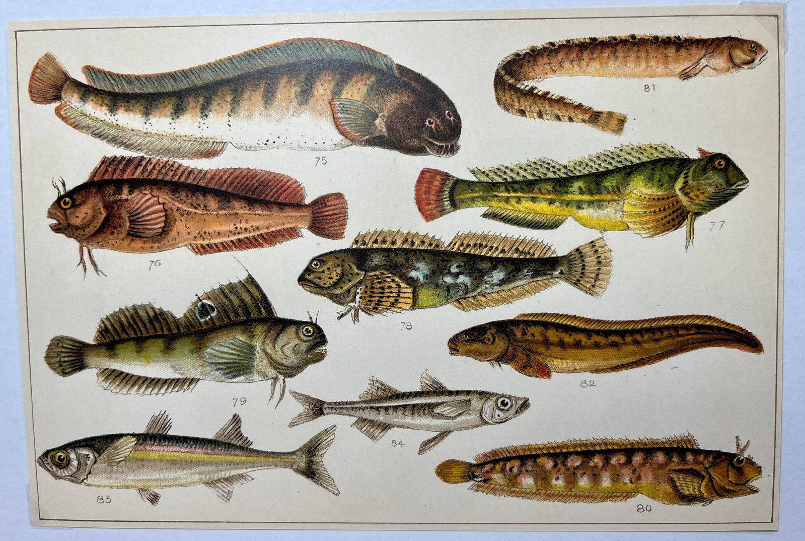 Antique Fish Print From England Featuring Catfish, Tompot, Shanny and Varieties of Blenny & Atherine - 3