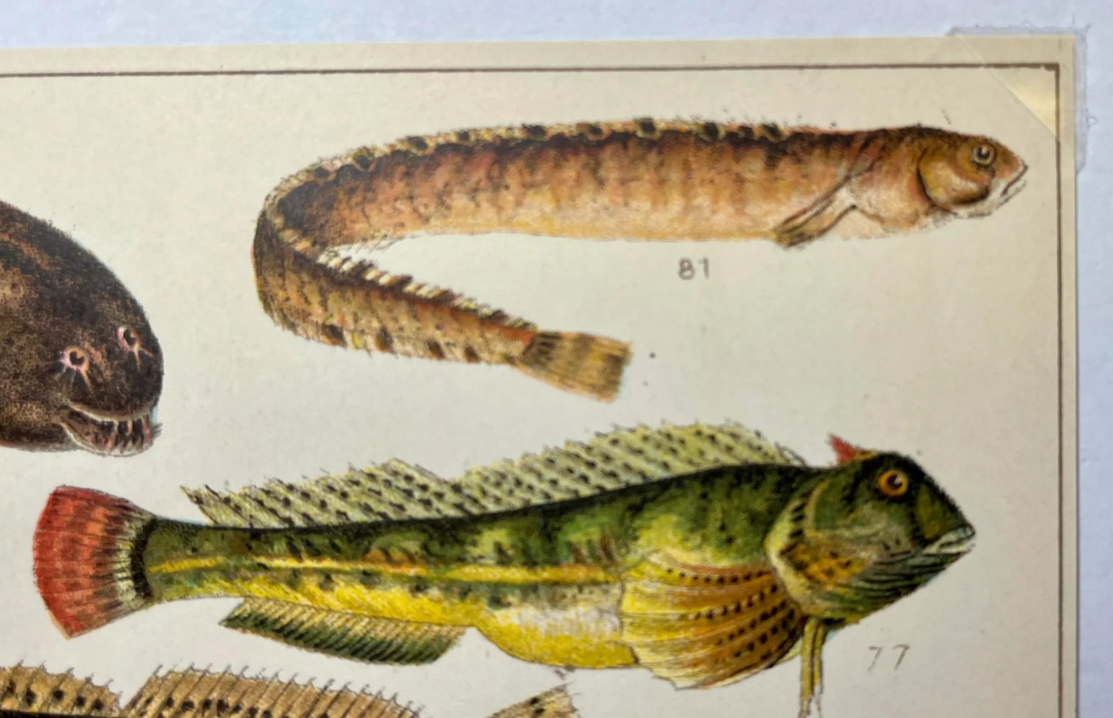 Antique Fish Print From England Featuring Catfish, Tompot, Shanny and Varieties of Blenny & Atherine - 4