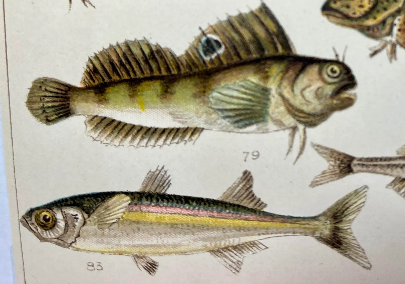 Antique Fish Print From England Featuring Catfish, Tompot, Shanny and Varieties of Blenny & Atherine - 5