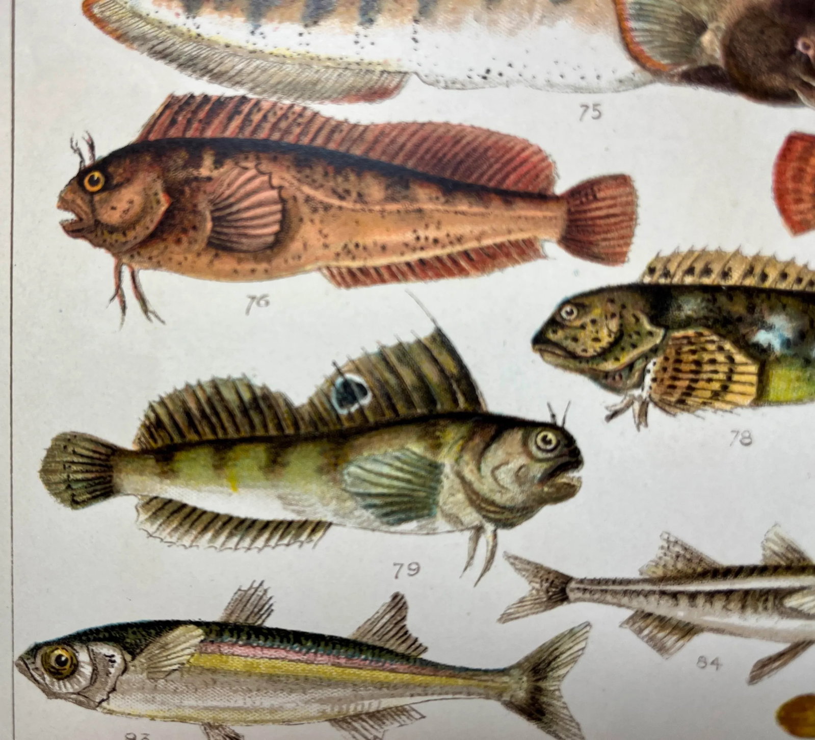 Antique Fish Print From England Featuring Catfish, Tompot, Shanny and Varieties of Blenny & Atherine - 6