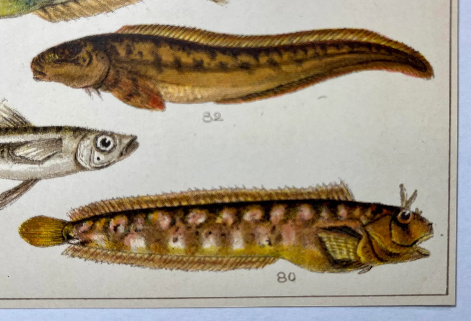 Antique Fish Print From England Featuring Catfish, Tompot, Shanny and Varieties of Blenny & Atherine - 7
