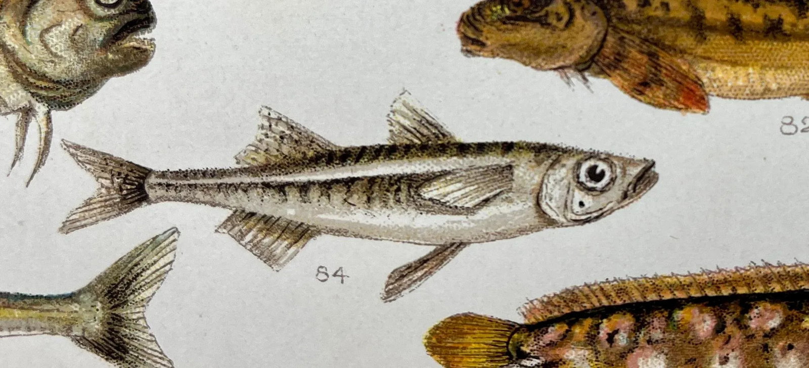 Antique Fish Print From England Featuring Catfish, Tompot, Shanny and Varieties of Blenny & Atherine - 8