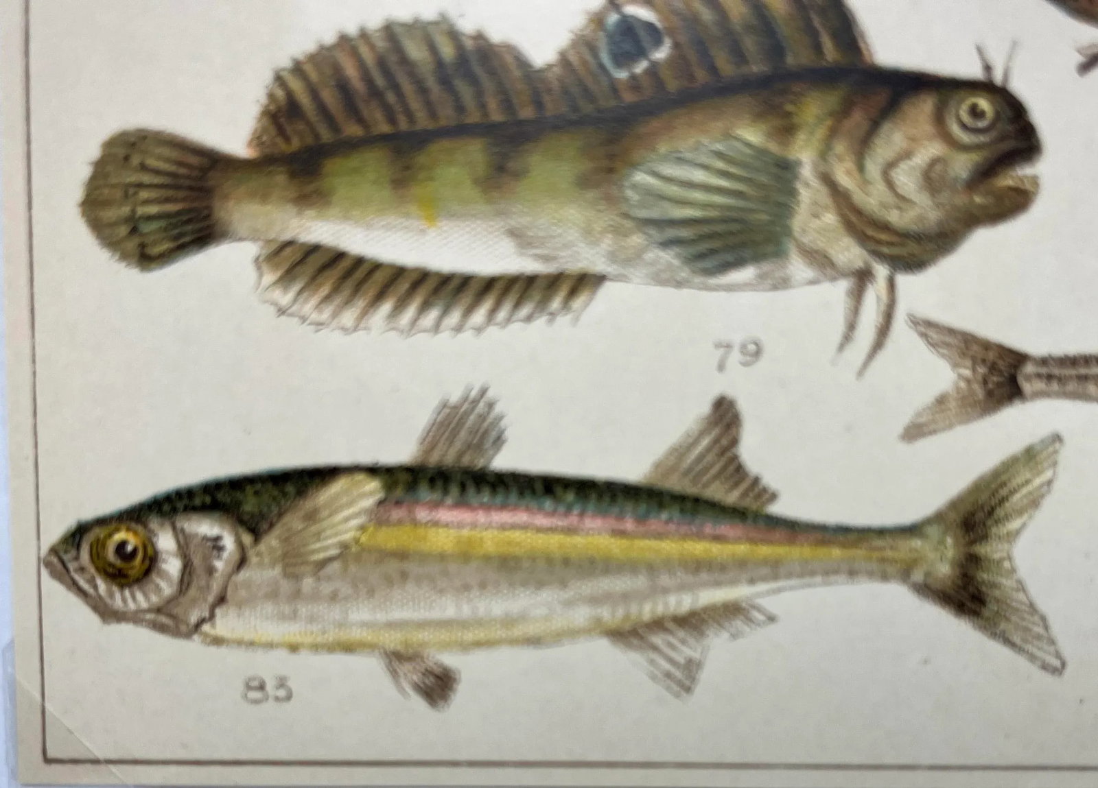 Antique Fish Print From England Featuring Catfish, Tompot, Shanny and Varieties of Blenny & Atherine - 9