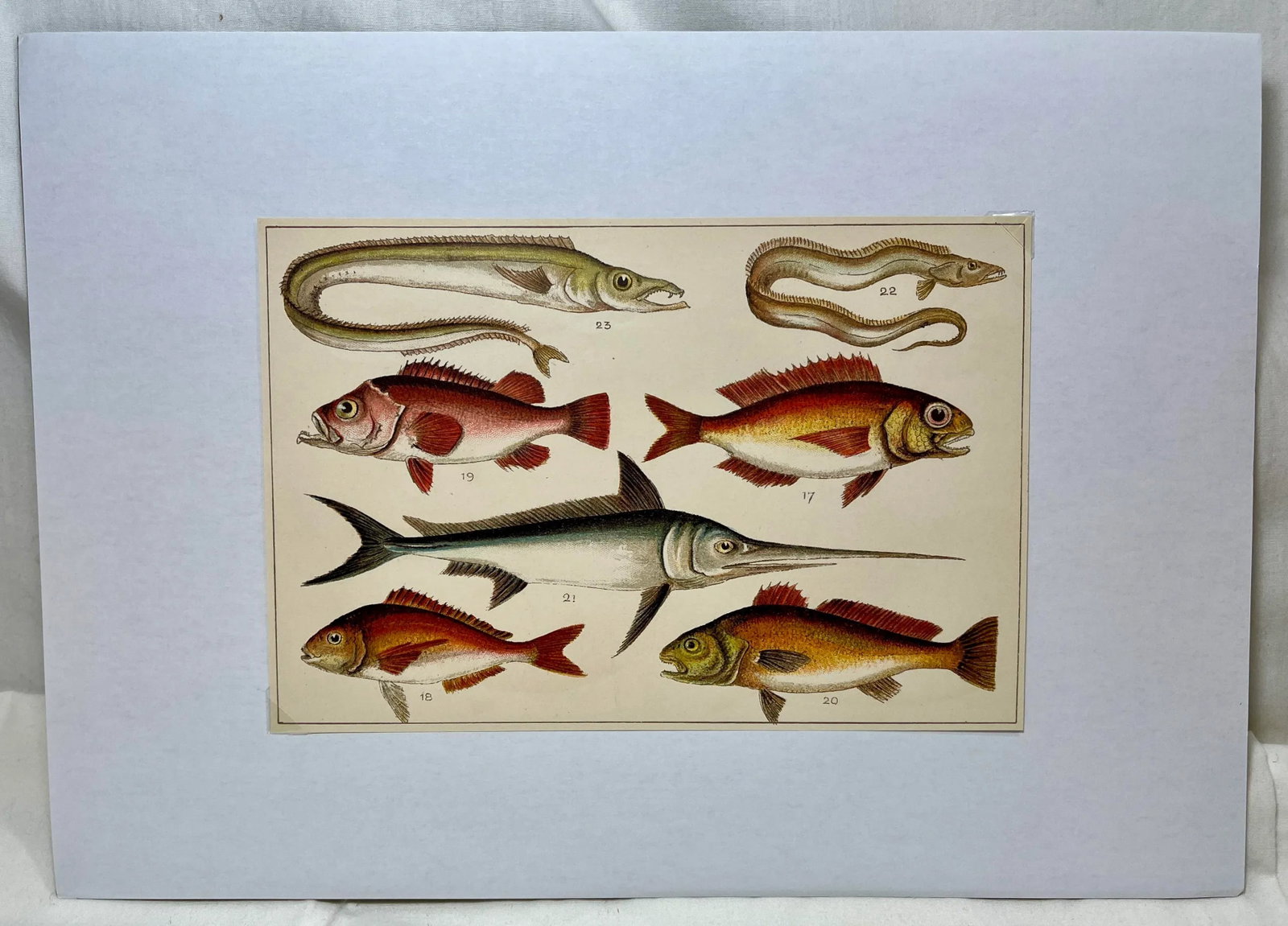 Antique Fish Print From England Featuring a Pandora, Bergylt, Shadow Fish, Swordfish , Hairtail & Sc - 10