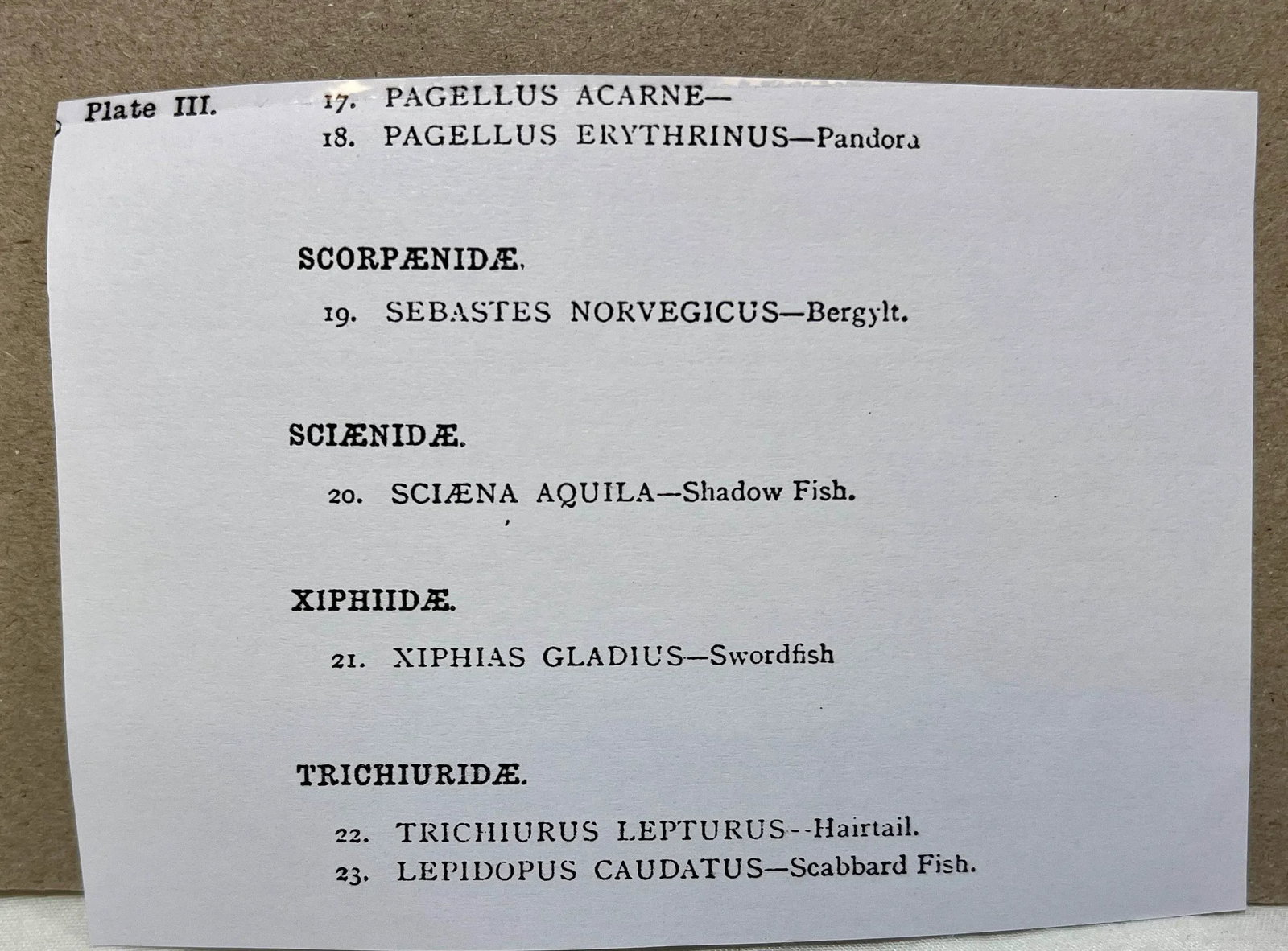 Antique Fish Print From England Featuring a Pandora, Bergylt, Shadow Fish, Swordfish , Hairtail & Sc - 12